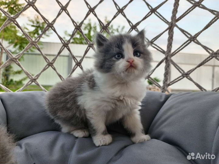 Британцы в добрые руки