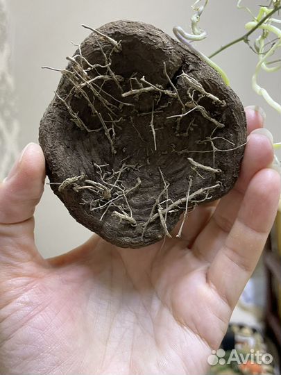Dioscorea elephantipes