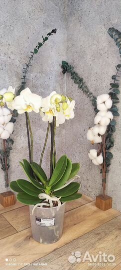 Орхидея Белая