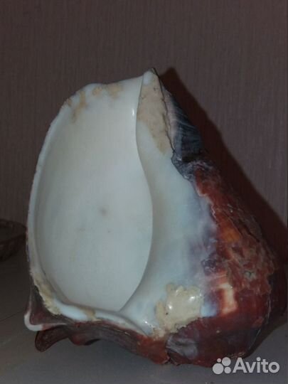 Морские раковины