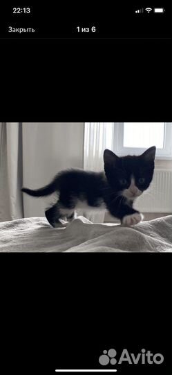 Котята от умной кошки