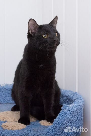 Котик Равель ищет ответственных и любящих родителе