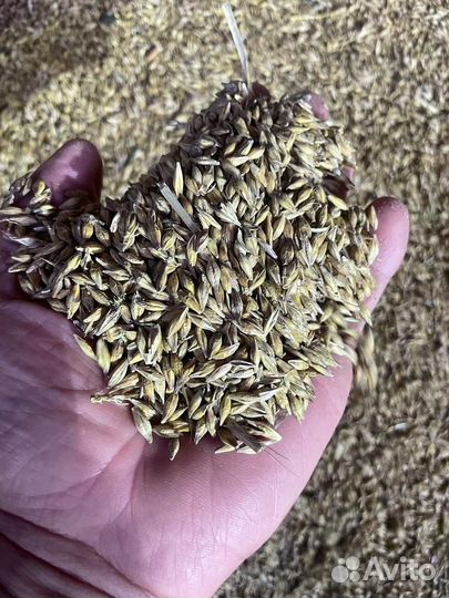 Зерно пшеница ячмень