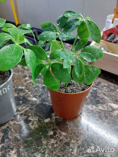 Шеффлера комнатный цветок