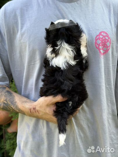 Йорк Бивер мальчик