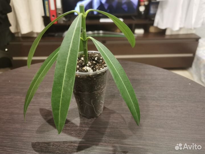 Белый олеандр