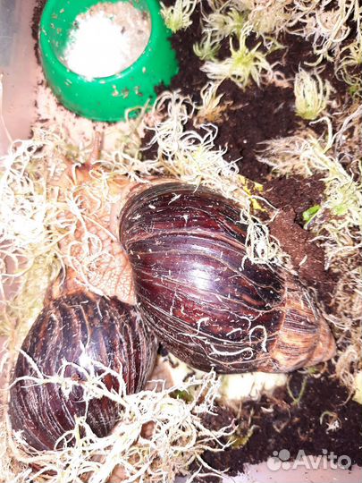 Улитки ахатины маленькие