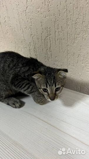 Котята в добрые руки бесплатно мальчик
