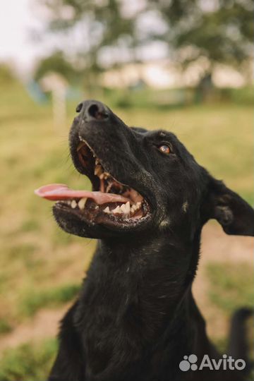 Отдам собаку в добрые руки