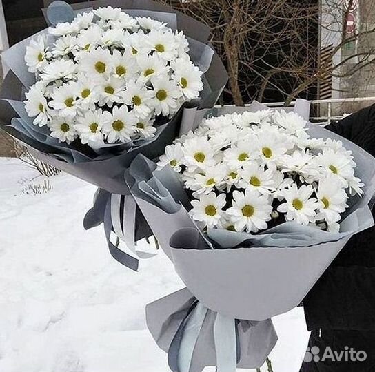 Хризантема