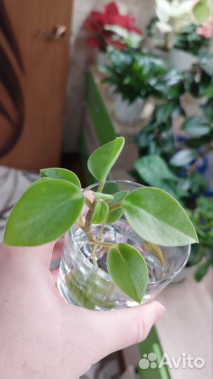 Пеперомия пикси лайм