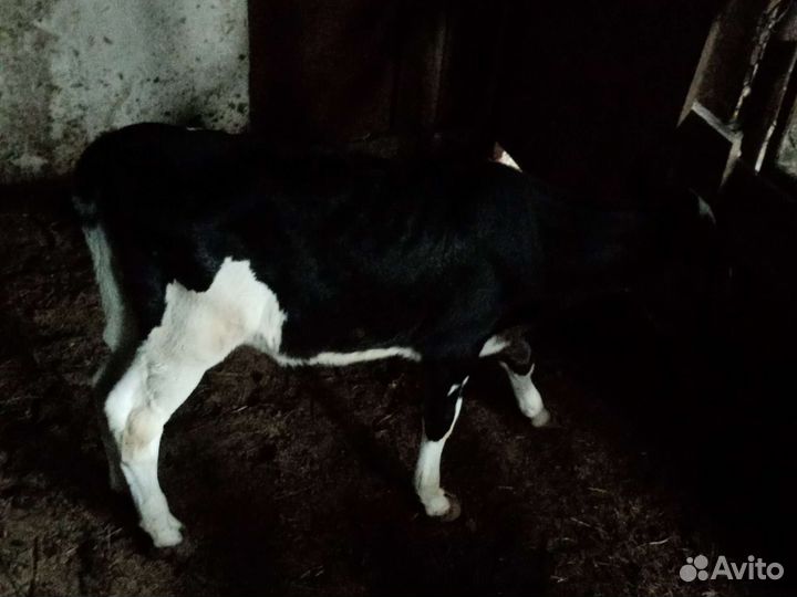 Телята телочки