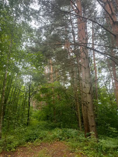 Участок 4,8 га (ИЖС)