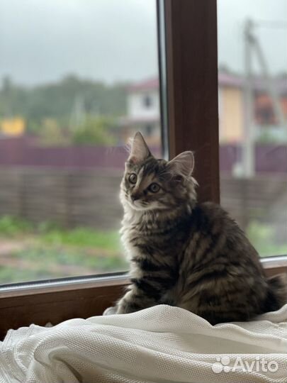 Котята курильский бобтейл