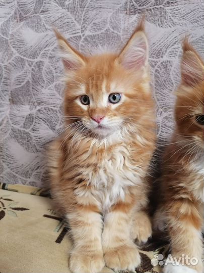 Продам чистокровных котят Мейн-кун
