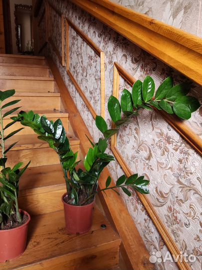 Замиокулькас