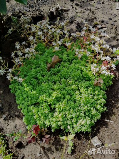 Злаки и почвопокровные