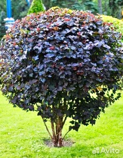 Пузыреплодник Диабло декоративный кустарник