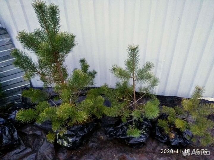 Сосны с комом для зелёной изгороди 0.5-1.5 мет