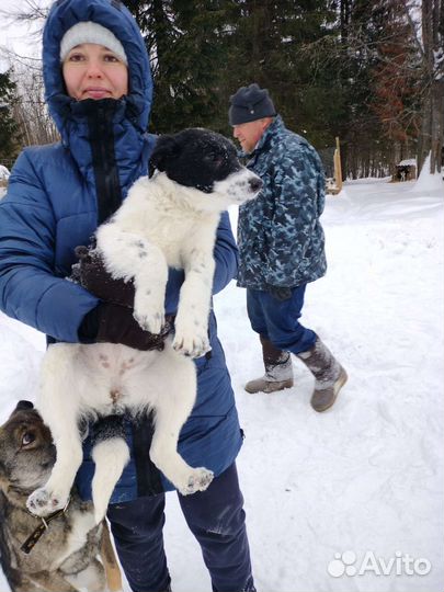 Щенок в добрые руки