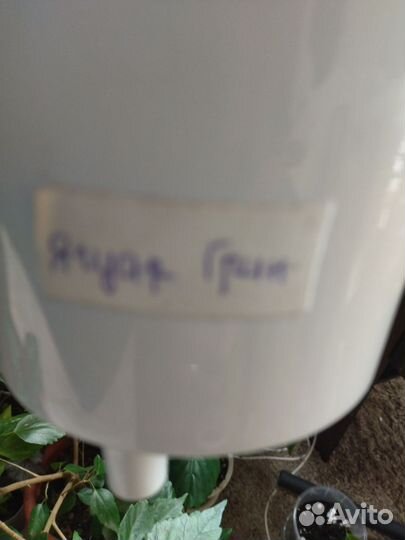 Антуриум jaguar Грин