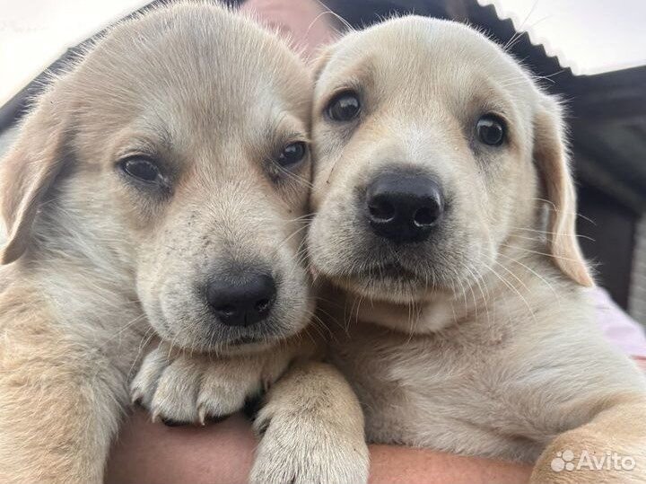 Щенки в добрые руки