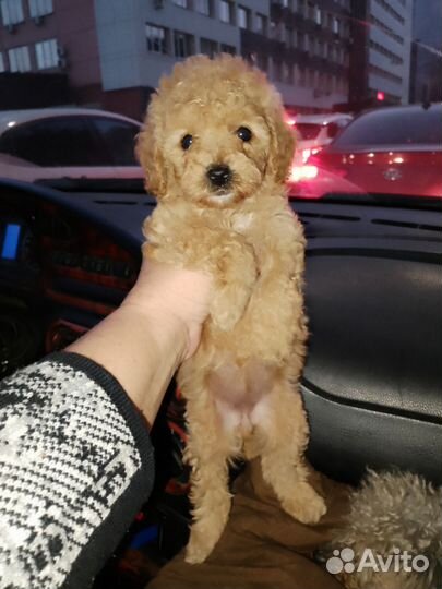 Той-пудель девочка