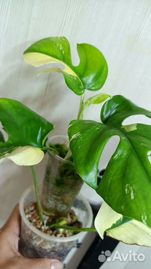 Рафидофора тетрасперма вариегатная