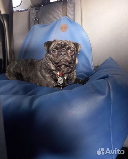 Передержка собак/Зоотакси