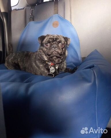 Передержка собак/Зоотакси