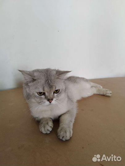 Серебристая Шиншилла, вязка