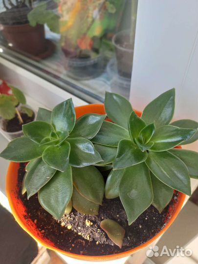 Эхеверия рубелла
