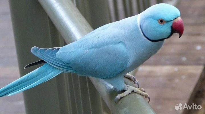 Ожереловый попугай