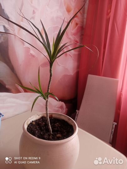 Комнатные цветы