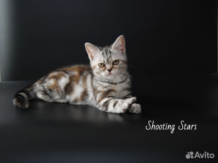 Американская короткошерстная кошка