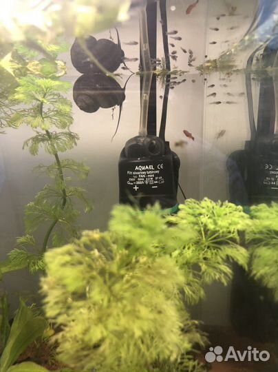 Молодь гуппи Кои (чистая линия)