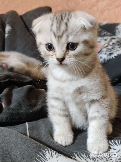 Шотландский вислоухий котенок
