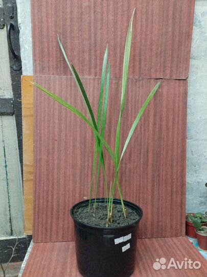 Авокадо,традесканция,финиковая пальма,кактусы,алое