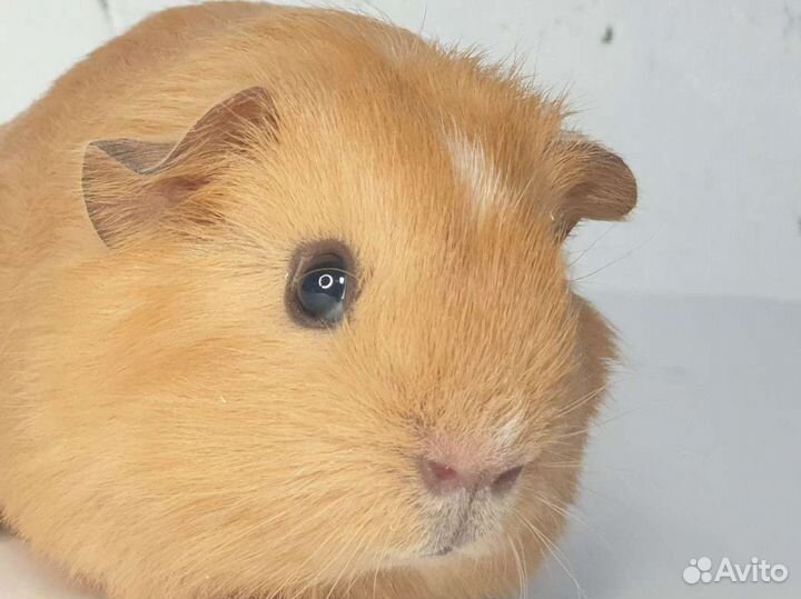 Морские свинки