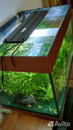 Светодиодный светильник nemolight plant