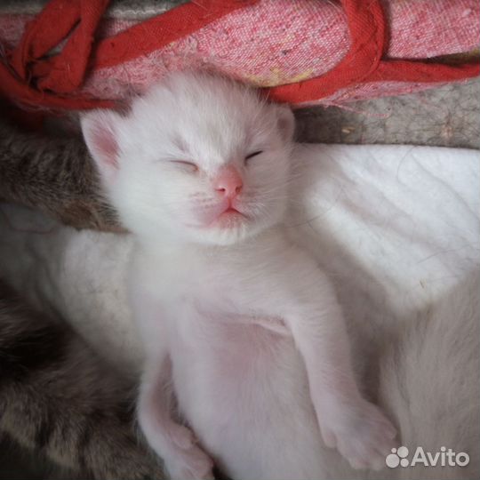 Котята в добрые руки