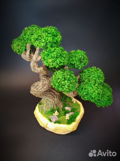 Бонсай Подарок