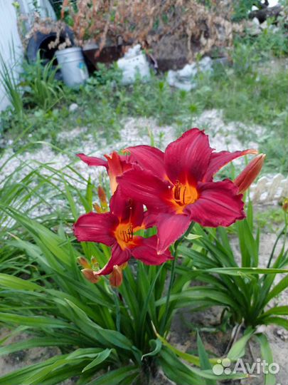 Лилейники сортовые