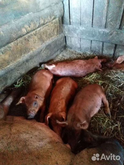 Поросята