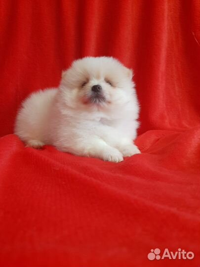 Померанский шпиц