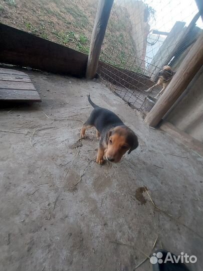 Собаки бесплатно