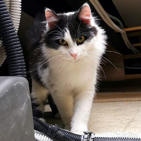 Найдена кошка