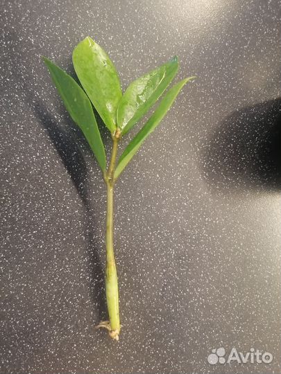 Замиокулькас