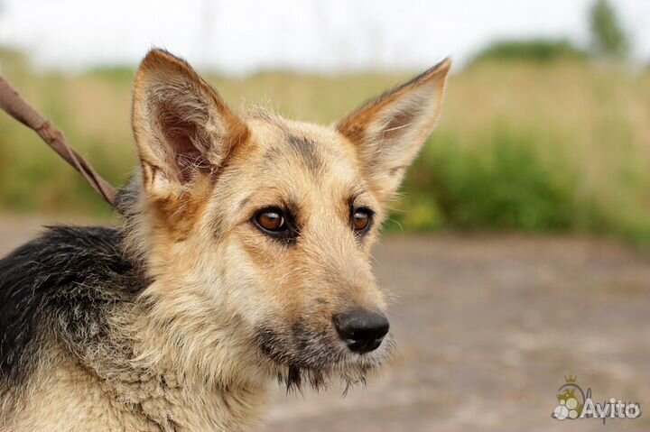 Замечательная Ласточка в дар