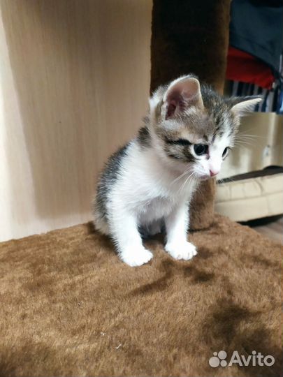 Котята